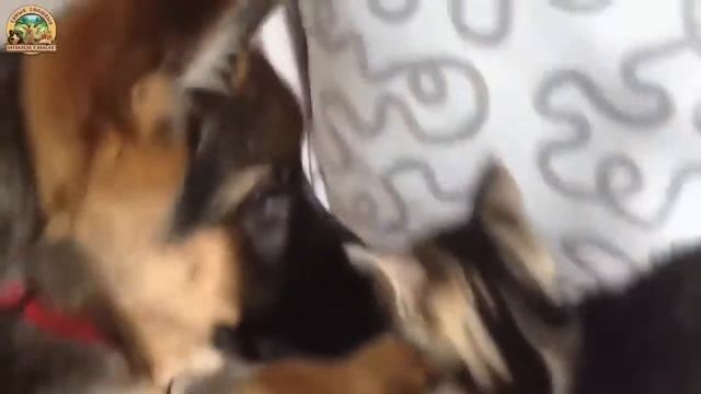 Милые и забавные Котята и Собаки видятся в первый раз. Сборник [NEW HD] смотреть онлайн