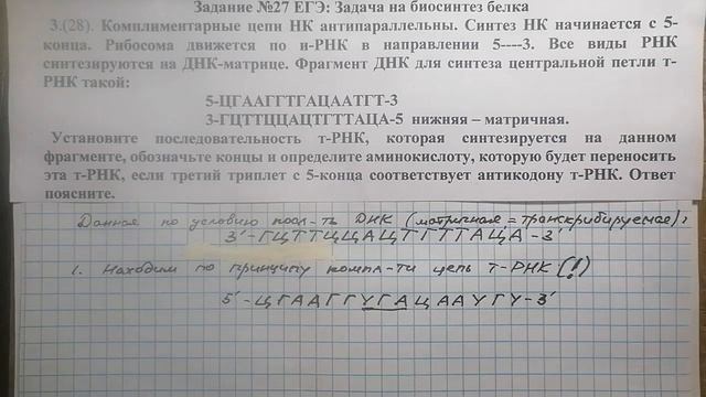ЕГЭ №28: Определение аминокислоты через антикодон т-РНК смотреть онлайн