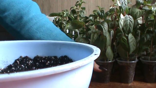 Кімнатні рослини.Мої Фуксії.Перевалка Фуксій смотреть онлайн