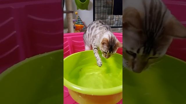 Snow Lynx Bengal Cat Fishing смотреть онлайн