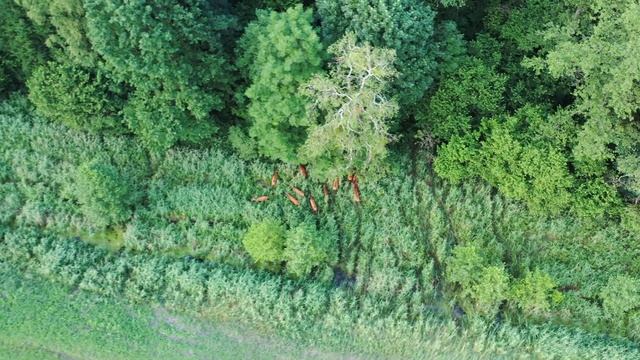 Беловежская пуща . Незабываемая экскурсия . смотреть онлайн