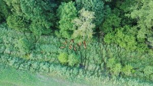 Беловежская пуща . Незабываемая экскурсия .