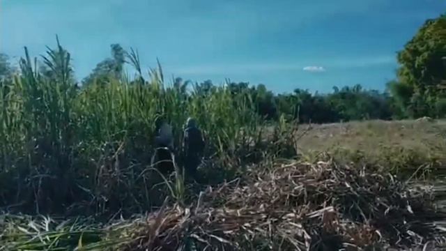 sugar cane /tubo /unas as a farmer u know this смотреть онлайн