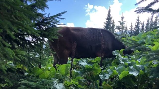 Найкращі Українські  пісні ??