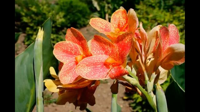 #Канна #Garden #flowers117 Декоративные растения смотреть онлайн