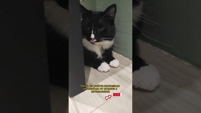 Когда на работе пытаешься уклониться от встречи с начальником 🤫 смотреть онлайн