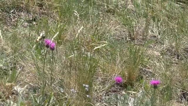 Бабочка махаон | Machaon butterfly смотреть онлайн