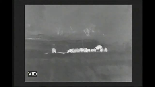 Viewing Wild Hogs with Thermal Imaging with the ATN Thor 640 100mm смотреть онлайн
