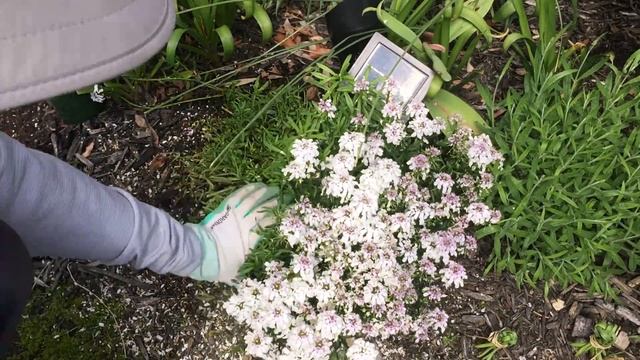 Candytuft (Iberis Sempervirens) - Prune After Spring Bloom - May 18 (Will They Re-bloom?) смотреть онлайн