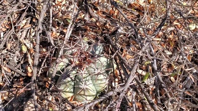Columns of Lava, Spineless Cacti, and Resurrection "Ferns", sponsored by Wisnewski's Taqueria смотреть онлайн