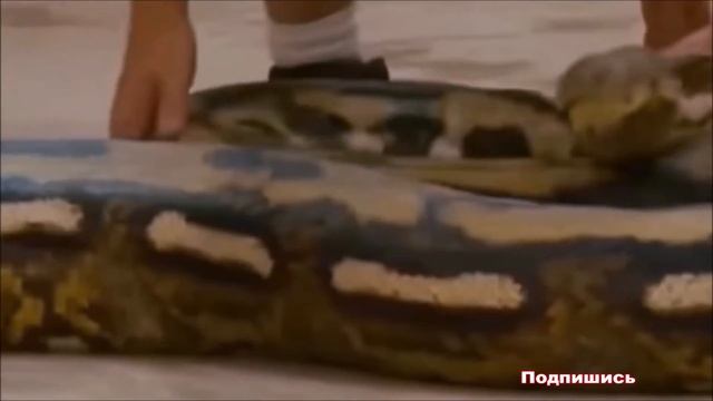 К чему снится ЗМЕЯ | СОННИК смотреть онлайн
