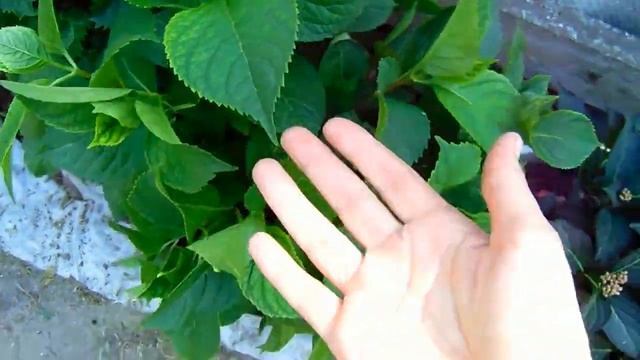 ОБЗОР САДА В ИЮНЕ-ИЮЛЕ . ЦВЕТУТ МНОГОЛЕТНИЕ ЦВЕТЫ . ДОБРО ПОЖАЛОВАТЬ В ГОСТИ !!! смотреть онлайн