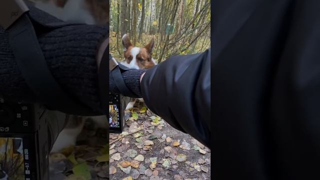 Корги не хотел фотографироваться, но у него не получилось смотреть онлайн