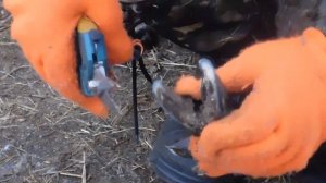 обрезка копыт романовская овца весна 2019 года