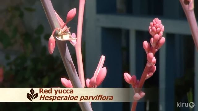 Why Afghan pine dying|Daphne Richards|Central Texas Gardener смотреть онлайн