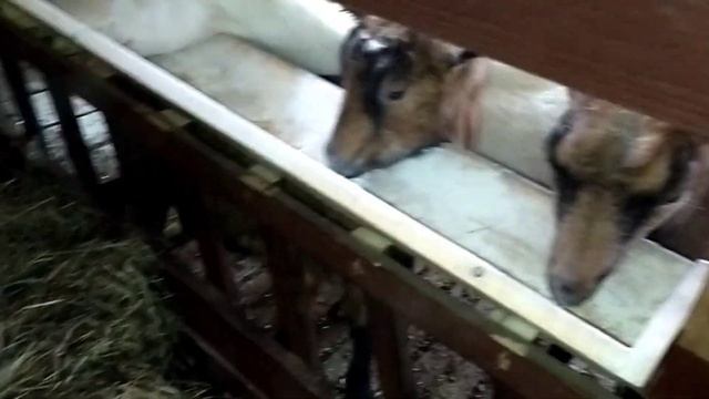 Кормление коз в разные периоды/Пророщенное зерно козам/Коза ест куриный помёт/Козлята на ЗЦМ 4й ден смотреть онлайн
