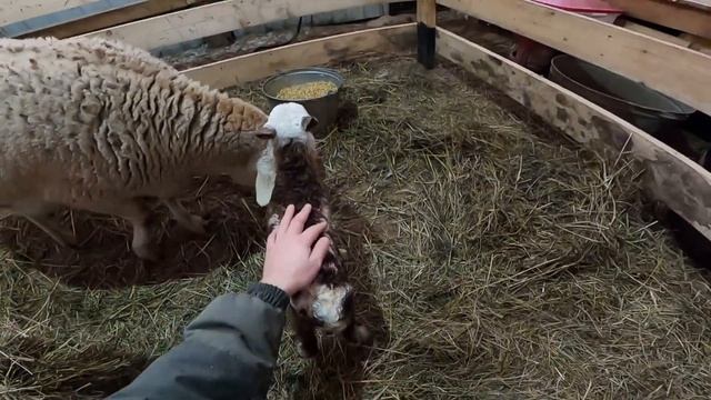 КОГО ОНА РОДИЛА ? НЕЗВАНЫЙ ГОСТЬ ! ЧУТЬ НЕ УПАЛ С КРЫШИ ! [Жизнь в деревне] смотреть онлайн