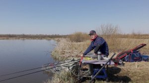 Бешеный клев карася весной на фидер