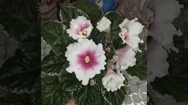 Красивые сорта фиалок.ЛЕ Владимир.ЛЕ Алиса. смотреть онлайн