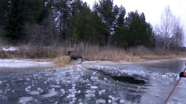 #14 Автобусный юрист, смешные видео, новые приколы Февраль 2018 смотреть онлайн