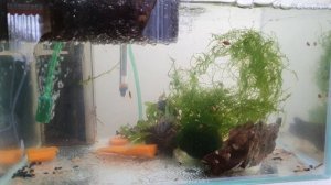 Гаммарус в аквариуме. Эксперимент развода живого гаммаруса (бокоплав, мормыш)#мормышразведение