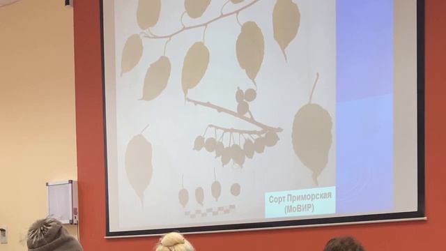 Актинидия. Сорта. Агротехника. Лекция Чебукина П. А. 21.11.2021 смотреть онлайн