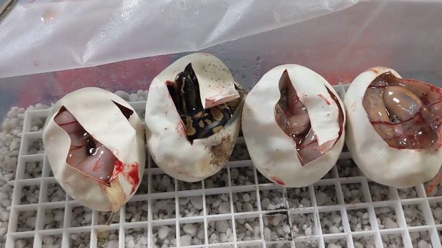 Ball Python Babies! And Where Have We Been?! (Sick. We've Been Sick.) смотреть онлайн