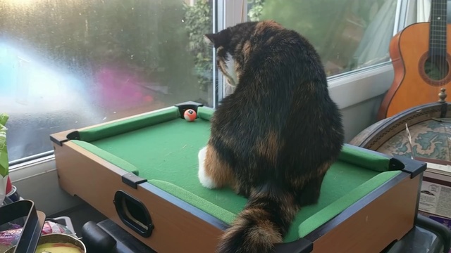 Кот играет в бильярд смотреть онлайн