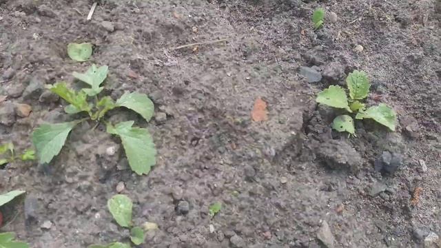 Наш урожай редиса 18 дней. смотреть онлайн