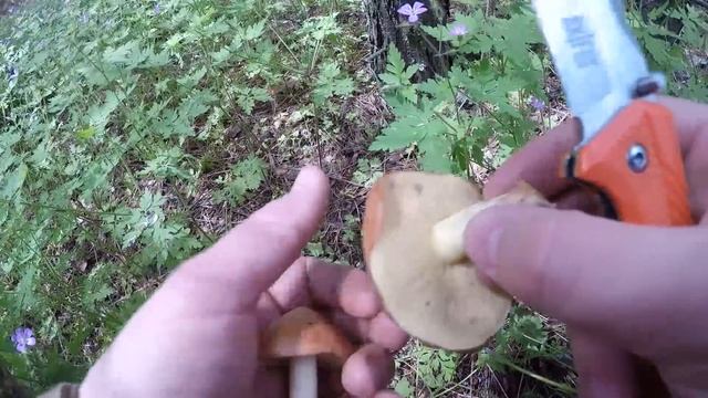 ДОЖДИ льют СУТКАМИ / МАСЛЯТА в ИЮНЕ / СБОР грибов смотреть онлайн