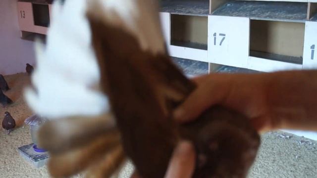 Николаевские красные-белохвостые голуби по Мариуполю. смотреть онлайн