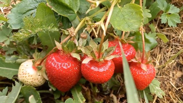 Уход за садовой клубникой. Мой опыт. смотреть онлайн