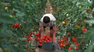 СРОЧНО ДАЙТЕ КРАХМАЛ ТОМАТАМ! И Готовьте ВЕДРА Для Сбора Урожая