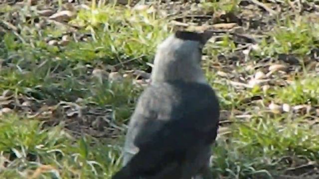čavka / jackdaw (Coloeus monedula) смотреть онлайн