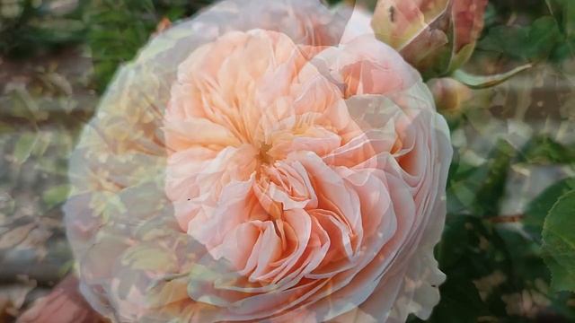 Роза Джульетта. Английские розы в Подмосковье смотреть онлайн