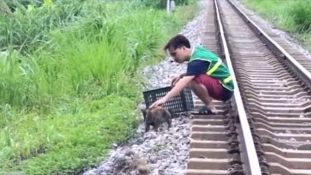 "Помогите мне!": маленький щенок лежал рядом с железнодорожными путями и умолял о помощи…. смотреть онлайн