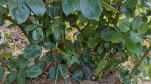 #Розы в саду #Пейшенс (Patience), #EmmaWoodhouse (Эмма Вудхаус) и другие срезочные розы.