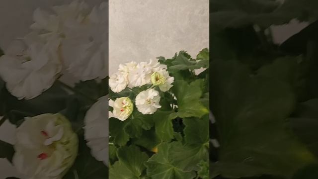 цветение беленьких, ИВ Галина Уланова и Таира Любовь Орлова , сравнение