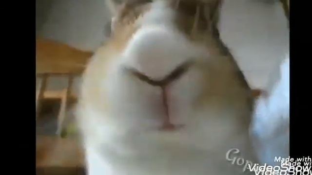 Кролик ест под ты спросишь кто мой идол смотреть онлайн