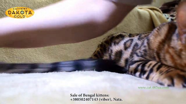 Dakota Gold, питомник бенгалов, Girl, 28012018 смотреть онлайн