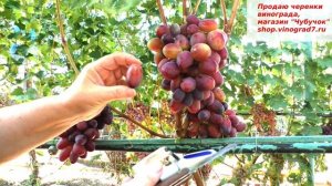 Виноград Бешевский - ультраранний с огромными ягодами и замечательным вкусом