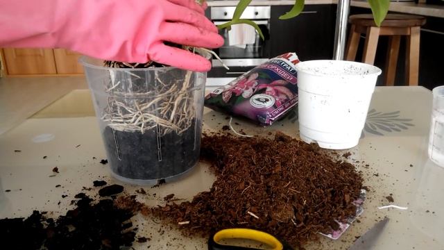 Дендробиум Нобиле Как Правильно Пересадить