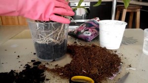 Дендробиум Нобиле Как Правильно Пересадить