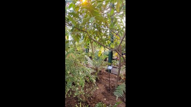 МОРЕ ЦВЕТОВ! "РЕПЕТИЦИЯ ВЕСНЫ" Аптекарский огород . С 8 Марта! смотреть онлайн