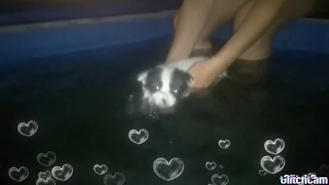 Щеночек утонул? смотреть онлайн