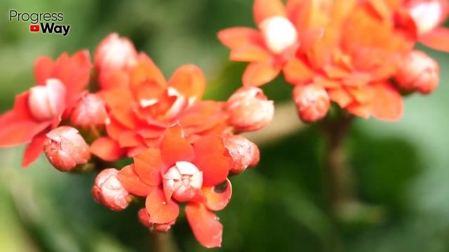 Пеларгонию (Герань) НЕ ВЫБРАСЫВАЕМ! А Делаем ПЫШНЫЙ КУСТ ИЗ ПАЛКИ Реально Работает! смотреть онлайн