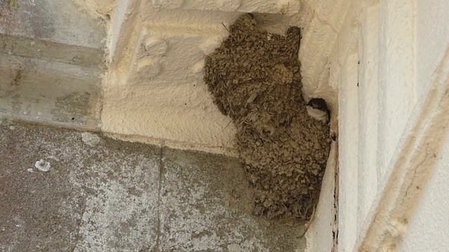 House Martin Bird Nest at Trelissick Gardens - Housemartins смотреть онлайн