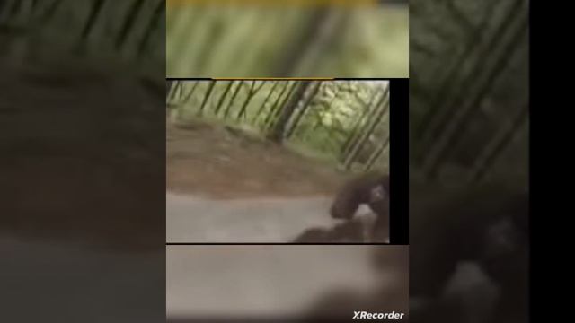 пов я когда брат украл мою колбаску (видео не мое) смотреть онлайн