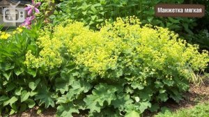 Цветы в саду ? Топ 10 многолетников цветущих все лето - видеообзор HitsadTV