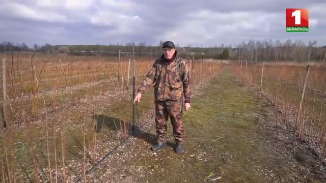 Как бороться с майским жуком смотреть онлайн